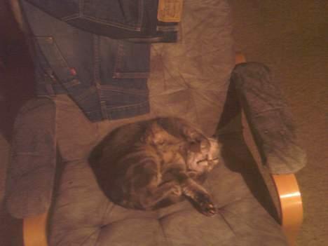 Huskat Ib billede 13