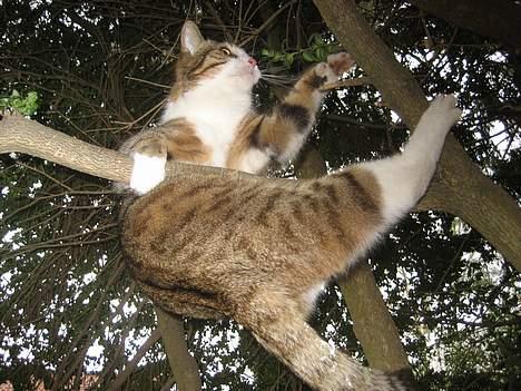 Huskat Pelle billede 14