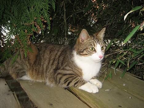 Huskat Pelle billede 15