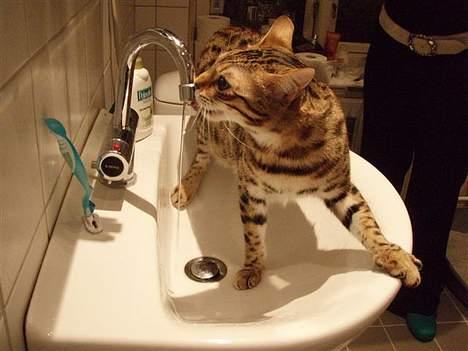 Bengal Felix R.I.P. billede 1