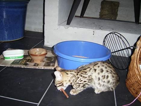 Bengal Felix R.I.P. billede 2