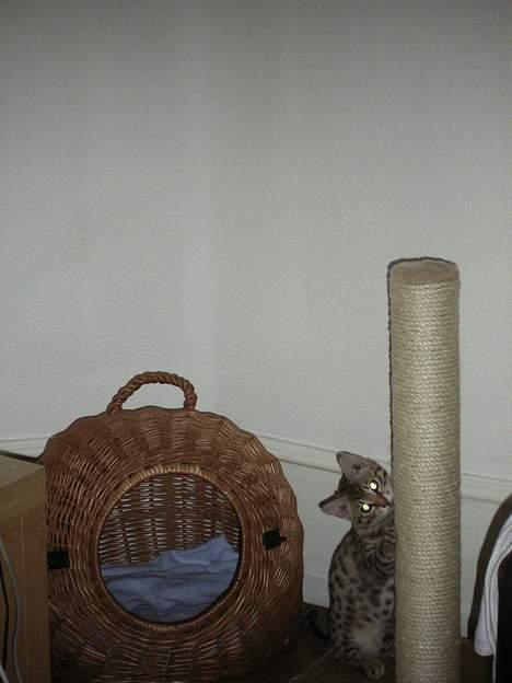 Bengal Felix R.I.P. billede 3