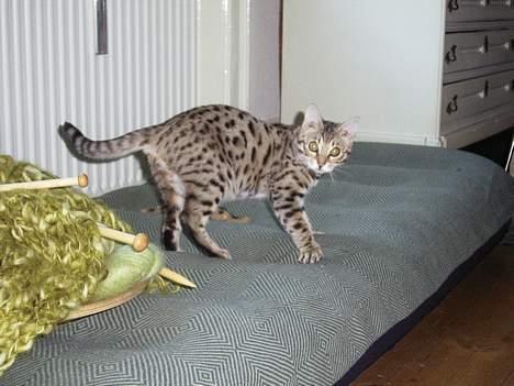 Bengal Felix R.I.P. billede 4