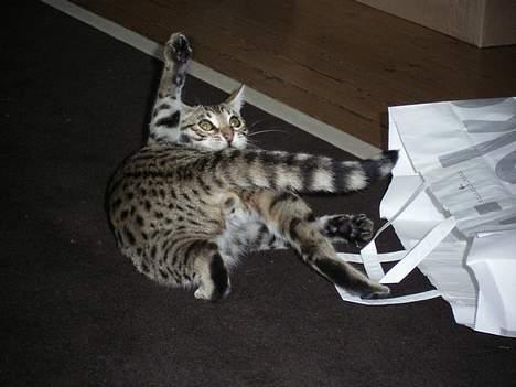 Bengal Felix R.I.P. billede 5