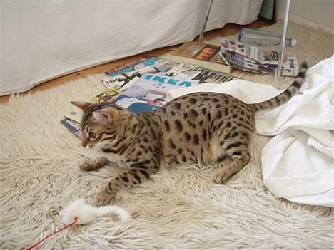 Bengal Felix R.I.P. billede 6