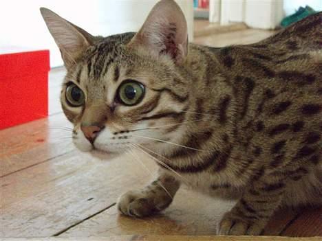 Bengal Felix R.I.P. billede 7