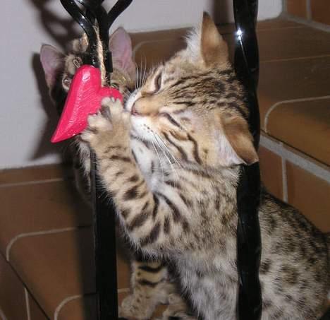 Bengal Felix R.I.P. billede 8