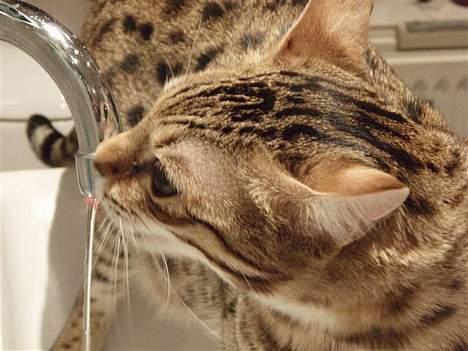 Bengal Felix R.I.P. billede 9