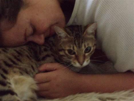 Bengal Felix R.I.P. billede 10