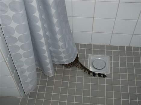 Bengal Felix R.I.P. billede 11