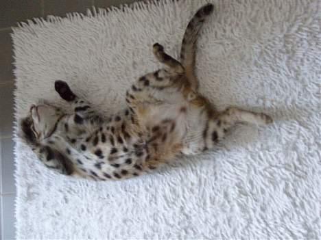 Bengal Felix R.I.P. billede 12