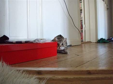 Bengal Felix R.I.P. billede 13