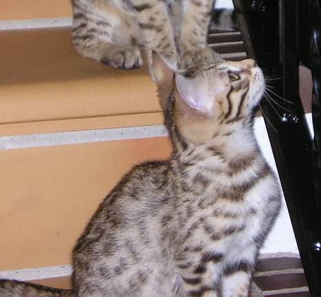 Bengal Felix R.I.P. billede 14