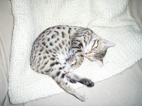 Bengal Felix R.I.P. billede 15