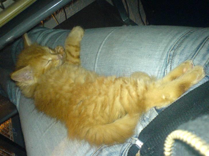 Huskat Tiger billede 10