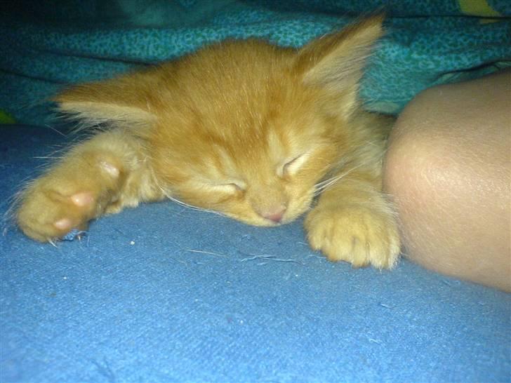 Huskat Tiger billede 11