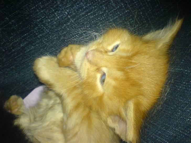 Huskat Tiger billede 12