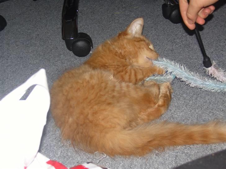 Huskat Tiger billede 13