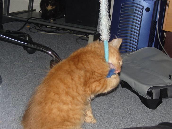 Huskat Tiger billede 14