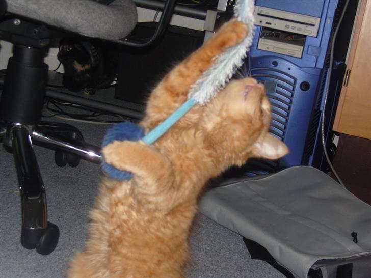 Huskat Tiger billede 15