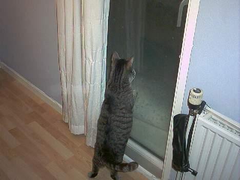 Huskat Hilda. R.I.P - Hilda kigger på det dejlige sne. billede 3