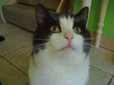 Huskat Basé *aflivet* - Velkommen tilBasé´ profil:P kig gerne omkring og stem i udfordringerne:P billede 1