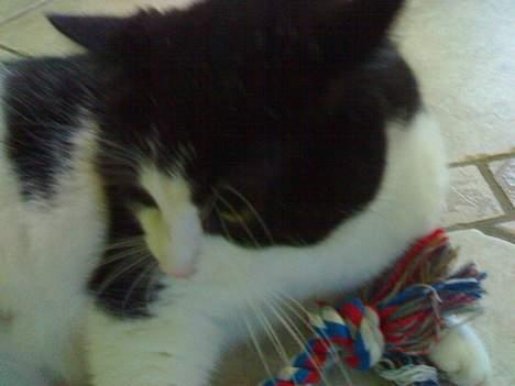 Huskat Basé *aflivet* - undskyld, gider altså ikk se på dig. billede 2