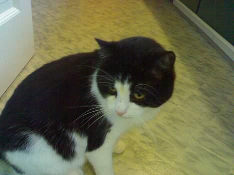 Huskat Basé *aflivet* - er der mon mad?til mig måske billede 3