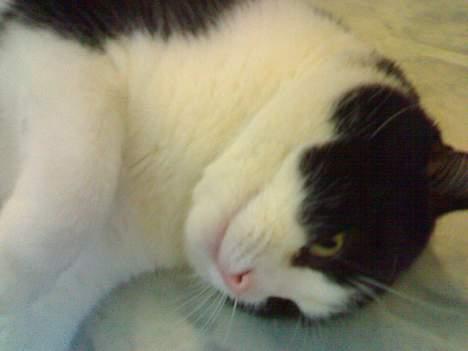 Huskat Basé *aflivet* - Jeg er bare lidt sygihovdet:P billede 4