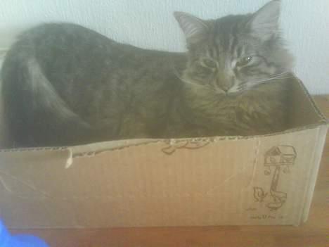 Blanding af racer Napolion billede 11