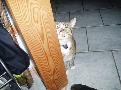 Huskat Sally - Sally !<3 billede 19