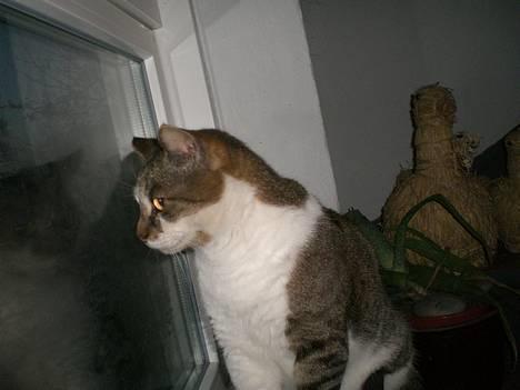 Huskat Carlo - carlo.. billede 1