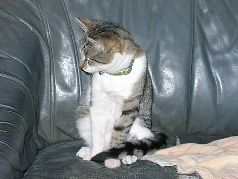 Huskat Carlo - bette Carlo.. billede 2