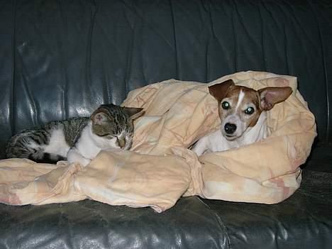 Huskat Carlo - sover lige med jackie.. billede 3