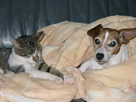 Huskat Carlo - jaah selv om hun er en hund kan man vel godt sove med hende ikk?? billede 4