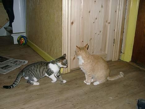 Huskat Carlo - Carlo med onkle oliver.. billede 5