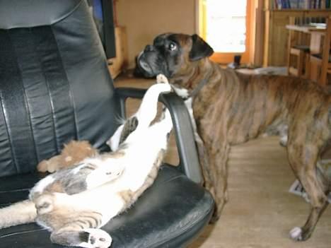 Huskat Carlo - angrib stolen billede 6