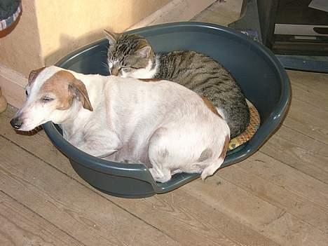 Huskat Carlo - Carlo ligger i kurv med danni.. billede 7