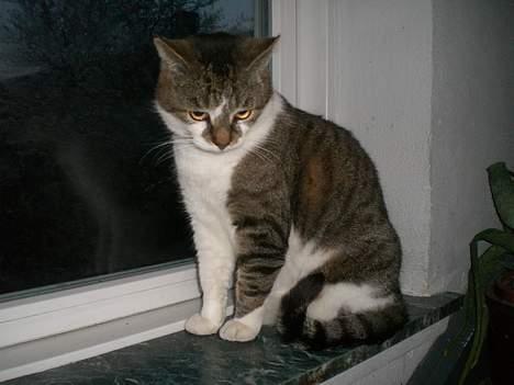 Huskat Carlo - hvad nu??? billede 8