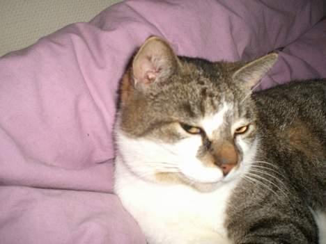 Huskat Carlo - uhh er man lige lækker.. ?? billede 9