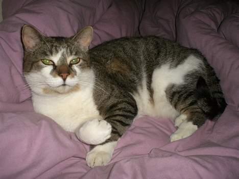 Huskat Carlo - ligge og fylde i sengen er han bedst til.. billede 10