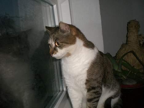 Huskat Carlo - kigger lige ud af vinduet.. billede 11