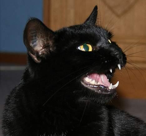 Blanding af racer Nokia billede 1