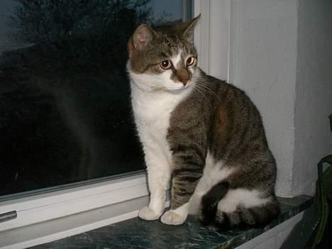 Huskat Carlo - hvad sker der lige der.. billede 12