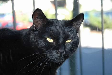 Blanding af racer Nokia billede 3