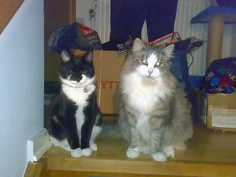 Huskat Toledo R.I.P  billede 1