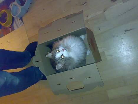 Huskat Toledo R.I.P  billede 2