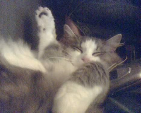 Huskat Toledo R.I.P  billede 3