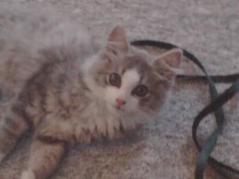 Huskat Toledo R.I.P  billede 4