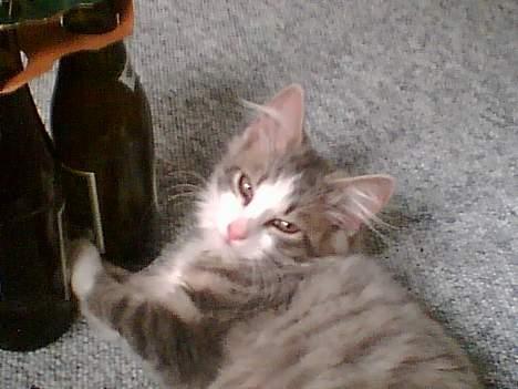 Huskat Toledo R.I.P  billede 5